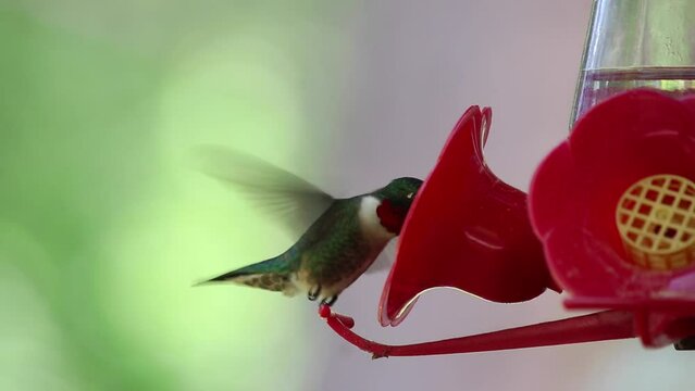 humming bird eating out of feeder 60fps