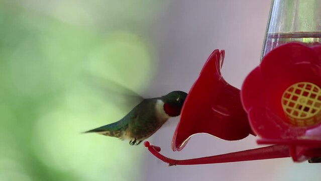 humming bird eating out of feeder