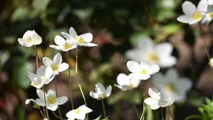 Anemone sylvestris. delicate flowers in the garden, in the flowerbed. floral background. beautiful delicate Anemone sylvestris. white flowers on a natural background. close-up. sunlight. spring season