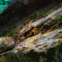 Close-Up of Decaying Tree Trunk
