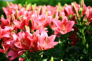 blooming Mid-century Lily or Species Lilium or Morning Star Lily or Salisbury's Lily flowers growing in garden 