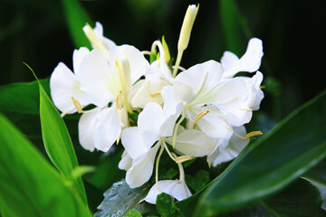 Butterfly Ginger or Ginger Lily or Butterfly Lily or Garland flowers or Coronarious Gingerlily...