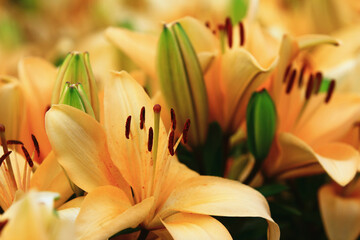 Obraz premium blooming Mid-century Lily or Species Lilium or Morning Star Lily or Salisbury's Lily flowers growing in garden 