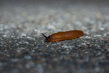 Brown Slug on Pavement
