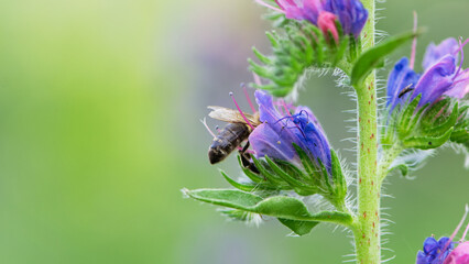 A bee collects honey on blue flowers on nature. macro photo of insects. delicate meadow flower. european honey bee. pollination of plants in nature. spring time