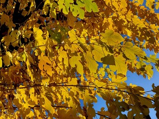 Mulberry white, rich yellow foliage in autumn