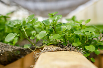 Planting hydroponic watercress in a greenhouse, highlighting its green color and the focus on its leaves.