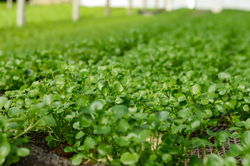 Planting hydroponic watercress in a greenhouse, highlighting its green color and the focus on its leaves.