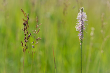 Delicate background with meadow grass and beautiful spikelets. spring season, natural texture of green grass. blooming tender field spikelets in green grass. close-up blurred background