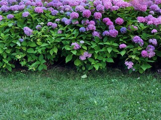 Hortensia, a shot of a pink and purple flowering shrub in flowerbed. Popular garden plant botany named the hydrangea.