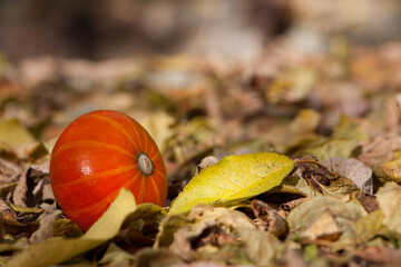 orange pumpkin. ripe vegetable. pumpkin for halloween. Autumn. harvesting concepts, farming, healthy eating, vegetarianism. Thanksgiving day. Flat lay, side view. yellow dry autumn leaves. close-up