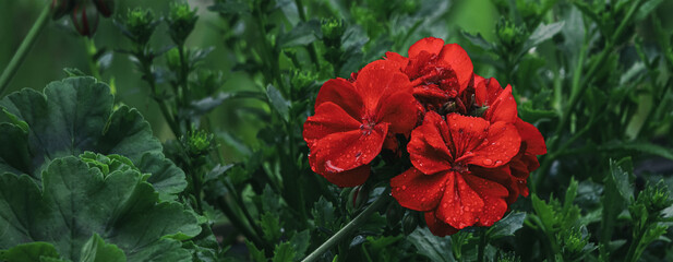 Banner with a red flower on a background of green leaves. Wide panoramic banner with wet flower