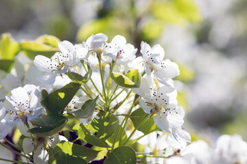 pear flowers. blooming tree in the garden. white delicate flowers and green and young leaves. Malinae, Springtide. Branches of flowering pears on a green background. close-up. pear in the forest