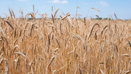 spikelets of golden wheat in the field. Ripe big golden ears of wheat on a yellow background of the field. nature. The idea of a rich summer harvest, agriculture, agro-industrial complex for food.
