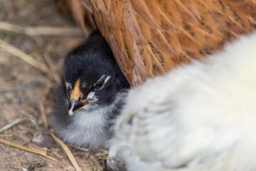 Little chicken together with mother hen. Cute newborn animal. Natural environment.