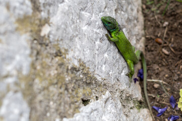 In nature, Eastern Green Lizard (Lacerta viridis) of bright green colour, very fast in its movements.