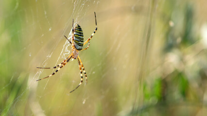 large wasp spider sits on a web on a blurry background. Argiope Bruennichi, or lat spider wasp. a species of araneomorph spider. macro, black-yellow male spider. predator on the hunt