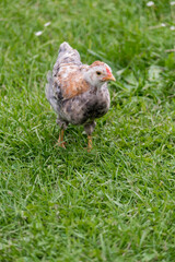 Little chicken on green grass outdoors. Cute newborn animal. Natural environment.
