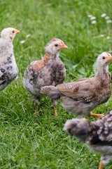 Group of little chicks on green grass outdoors. Cute newborn animals. Natural environment.