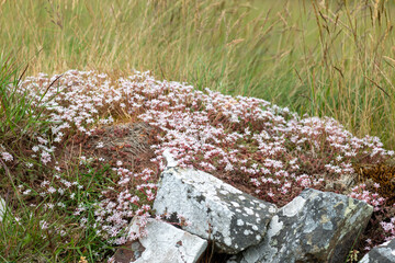Close up of English stonecrop (sedum anglicum) flowers in bloom