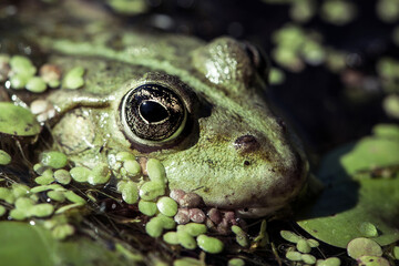 Marsh frog, frog eyes, Pelophylax ridibundus, in nature habitat. Wildlife scene from nature, green animal in water. Beautiful frog in dirty water in a swamp. amphibian close-up