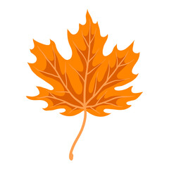 Illustration of maple leaf. Decorative autumn foliage.