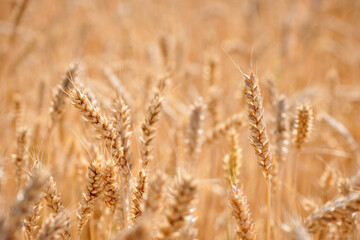 golden spikelets of wheat in the field close up. Ripe large golden ears of wheat against the yellow background of the field. Close-up, nature. The idea of a rich summer harvest, farming
