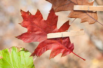 Multicolored autumn leaves on clothespins, isolated on a light natural background. changes in...