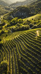 Fototapeta premium an aerial view of vineyards in the mountains 
