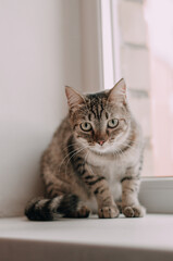 a homeless gray yard cat on a brown bench on the street and looking at camera. Funny pet.