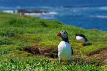 Atlantic puffin on the isle of Lunga in Scotland. The puffins breed on Lunga, a small island of the coast of Mull.	
