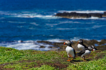 Atlantic puffins on the isle of Lunga in Scotland. The puffins breed on Lunga, a small island of the coast of Mull.	