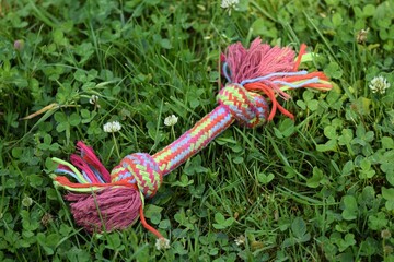 Colorful puppy toy on lawn, closeup, selective focus.