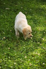 Fototapeta premium Labrador retriever puppy playing on grass, selective focus.