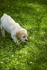  Labrador retriever puppy playing on grass, selective focus.