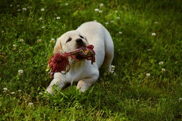 Labrador retriever puppy playing with toy on grass.