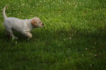  Labrador retriever puppy playing on grass, selective focus, space for text.