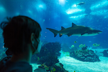 Child watching a shark swim in a large aquarium exhibit