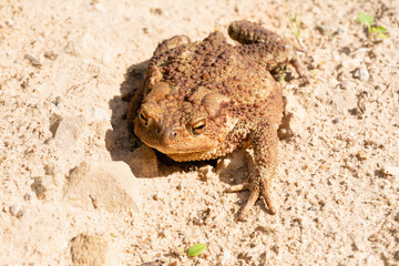 A common toad crawls along a sandy rocky surface. Wild animal on a bright sunny day. Selective focus