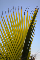 A nikau palm overlooks New Zealand's West Coast