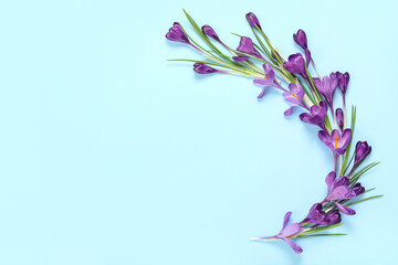 Beautiful purple crocus flowers on blue background