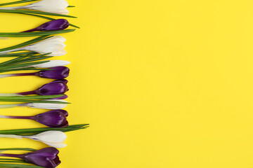Beautiful crocus flowers on yellow background