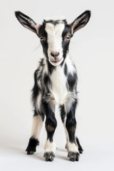 Obraz premium the Alpine Goat with copy space on right Isolated on white background