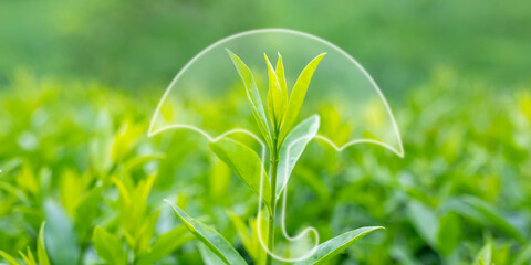 Fresh green plant shoot with an umbrella icon superimposed over it, symbolizing environmental...