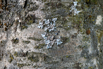 Trunk of a deciduous tree