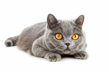 Obraz premium British shorthair cat