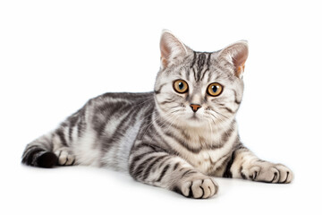 Obraz premium American shorthair cat breed