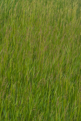 Obraz premium green grass field