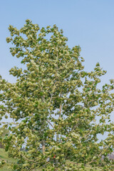 Tree blowing in the wind