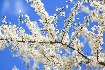 Beautiful blossoming tree branches against blue sky background, closeup